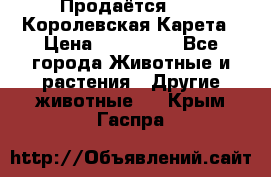 Продаётся!     Королевская Карета › Цена ­ 300 000 - Все города Животные и растения » Другие животные   . Крым,Гаспра